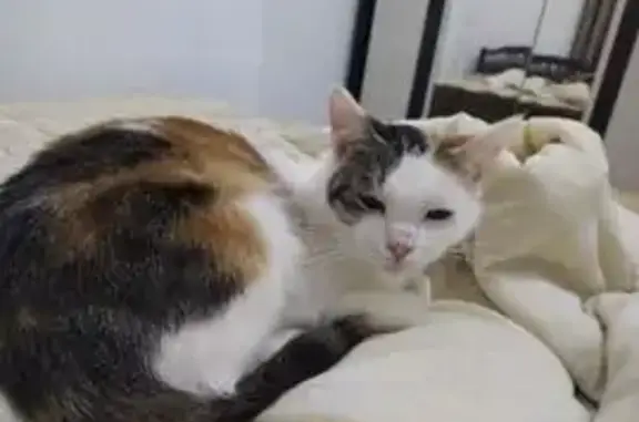 Кошки потеряшки, Хасавюрт, фото: Потеряшка кошка, Октябрьская 70, Хасавюрт