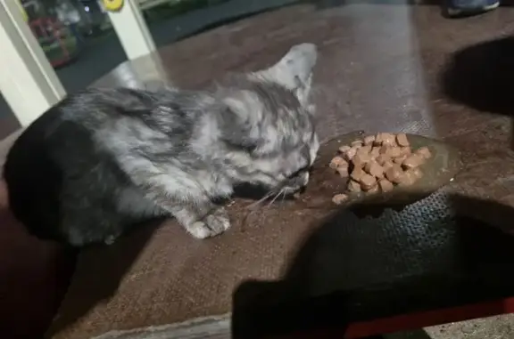 Найдена кошка, Уфа, фото: Кошка найдена на ул. Р. Зорге, 40/1, Уфа