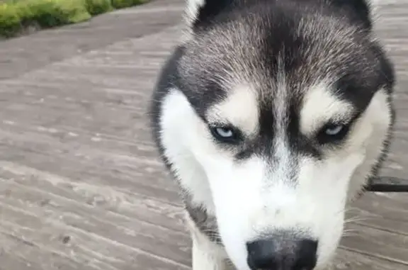 Найдена собака, Аннолово, фото: Хаски найдена на Ижорской улице, Аннолово