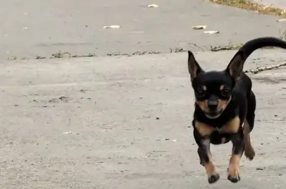 Собаки потеряшки, Хабаровск, фото: Потеряшка собака на объездной Хабаровска