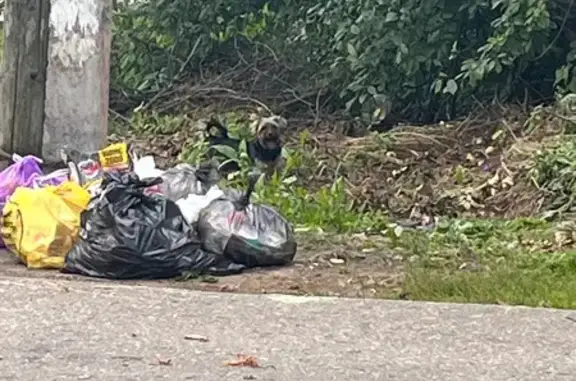 Найдена собака, Московская область, фото: Собака найдена: Братовщина, МО