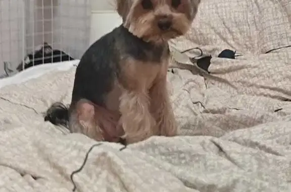 Собаки потеряшки, Армавир, фото: Потеряшка собака, Азовский пер., 100, Армавир