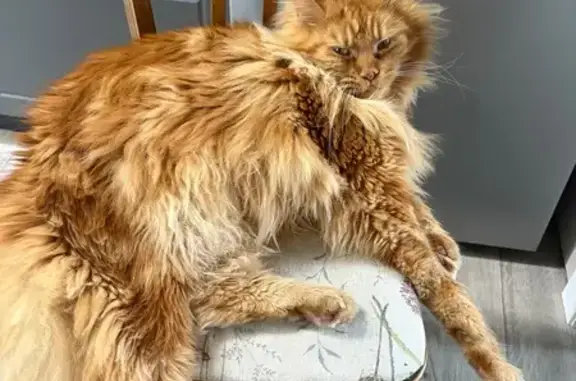 Пропала кошка, 1-я линия 24, Всеволожск