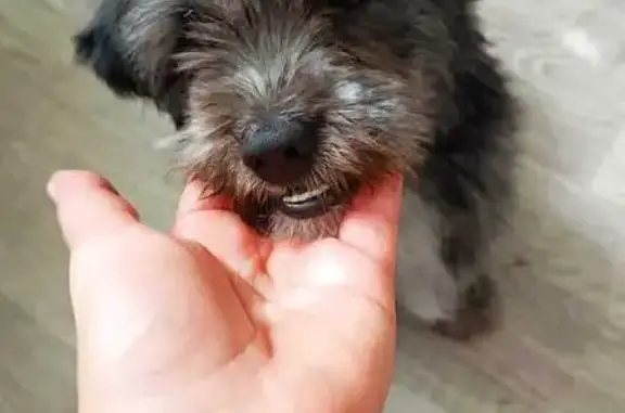 Найдена собака у ост. Калинина, Краснодар