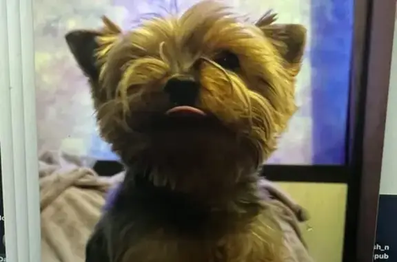 Пропал йорк Ник, Гремячево, Калуга