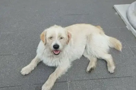 Найдена собака, Пионерский, Калининград