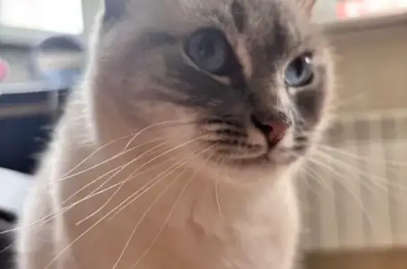 Пропала белая кошка, МО