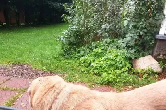 Найдена собака, с. Ворсино, Калужская обл.