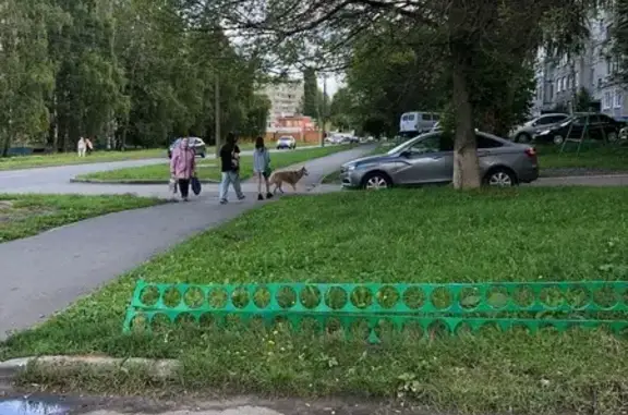 Хаски найдена, ул. Кадыкова, Чебоксары