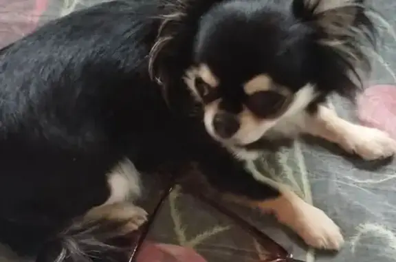 Собаки потеряшки, Анапа, фото: Потеряшка чихуахуа, Заводская 105, Анапа