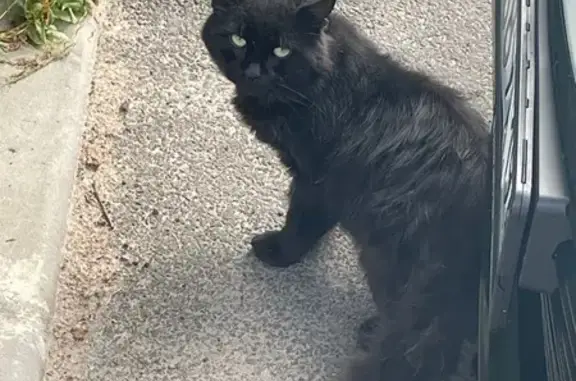 Кошка найдена: Петровский пр., 20 литЯ