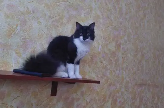 Кошки потеряшки, Мурманск, фото: Потеряшка кошка, Ломоносова 10 к3, Мурманск