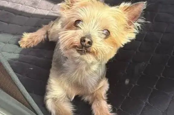 Собаки потеряшки, Междуреченск, фото: Потеряшка собака, Интернациональная 14