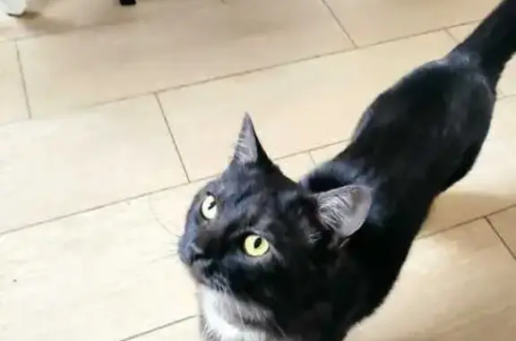 Пропала кошка, Релейная ул. 5, Оренбург