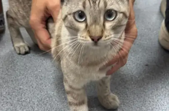 Кошка найдена на ул. Балябина, Чита