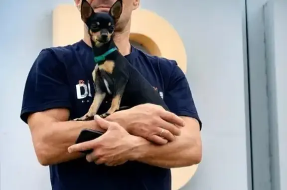 Собаки потеряшки, Хабаровский край, фото: Потеряшка собака, Хабаровск