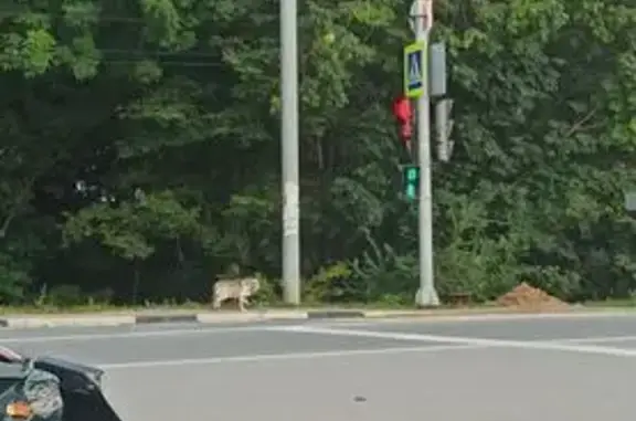 Найдена собака, Хабаровск, фото: Собака найдена у поста ДПС, с. Сосновка