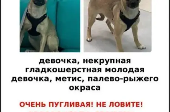 Пропала собака, ул. Раменки 25, Москва