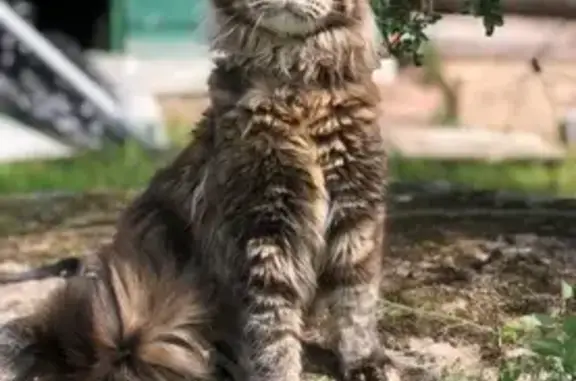 Пропала кошка, Будапештская ул. 31 к1