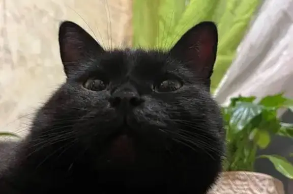 Пропал котик, Флотская ул., Новоживотинное