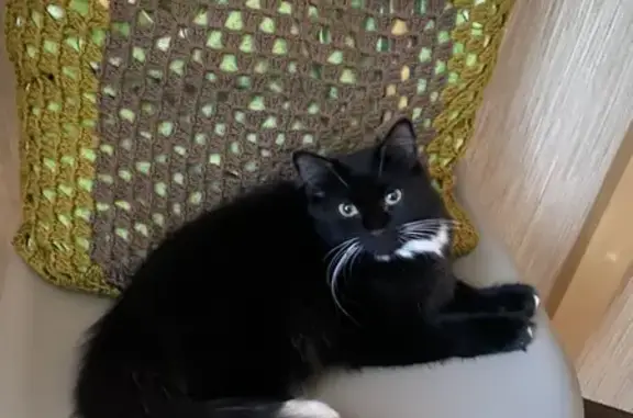 Найдена кошка на ул. Варшавская, СПб