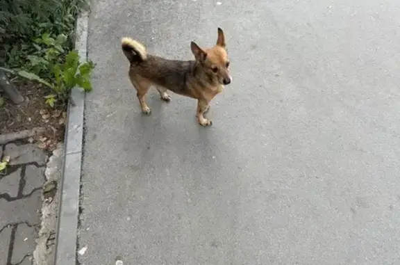 Найдена собака, Новосибирск, фото: Собака найдена у загса, Красный проспект