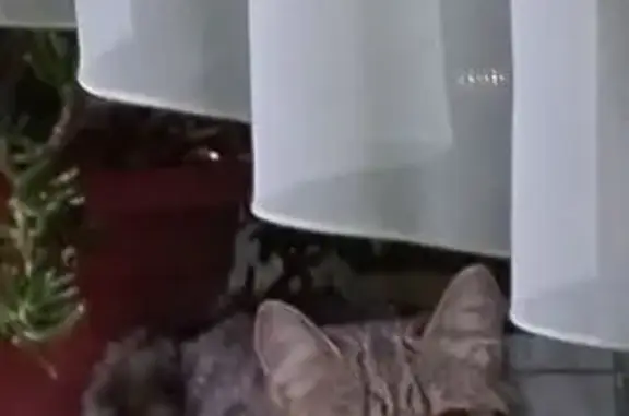 Пропала кошка, ул. Мира, Нижневартовск