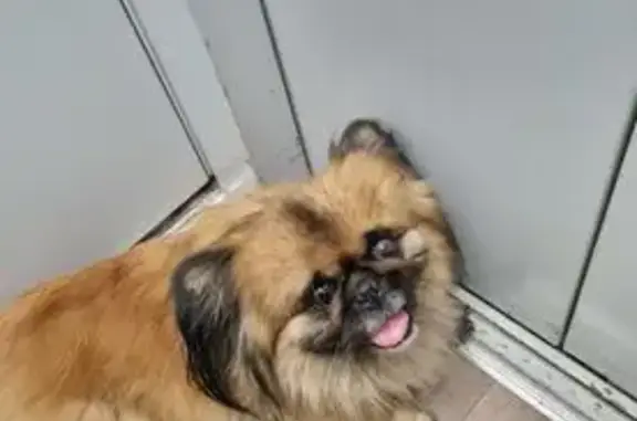 Пропал пекинес, Чехова 336, Таганрог