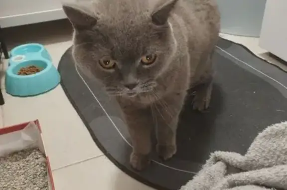 Найдена британская кошка, Шоссейная 42