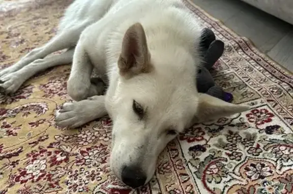 Найдена собака, Иркутск, фото: Найдена собака, Иркутск, ул. Карла Маркса, 32