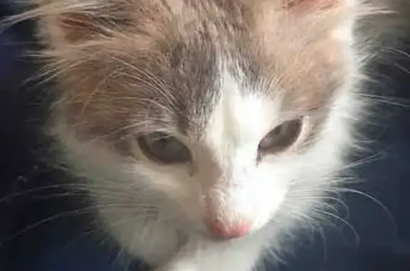 Кошки потеряшки, Уфа, фото: Потеряшка кошка, Уфа, ул. Исмагилова, 10