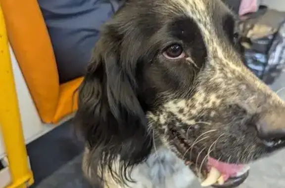 Найдена собака, Воскресенск, фото: Найден русский спаниель, Кленовая ул.