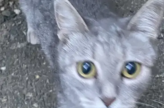 Найдена кошка, Шпаковская 70/1, Ставрополь