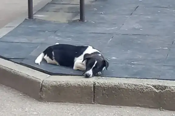 Найдена собака, ул. Будённого, Краснодар