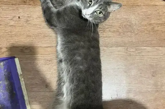 Кошки потеряшки, Красноярск, фото: Потеряшка кошка, Маяковского 1А, Красноярск