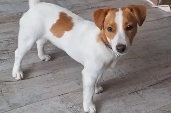 Пропала собака, Златоуст, ул. Ошейник 9