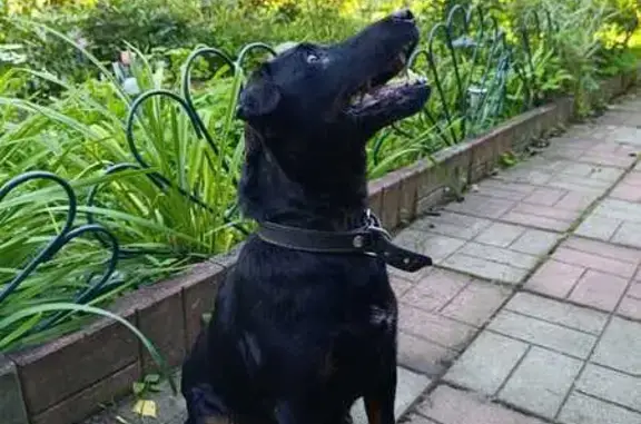 Ягдтерьер найден: Дачная ул., Раменское