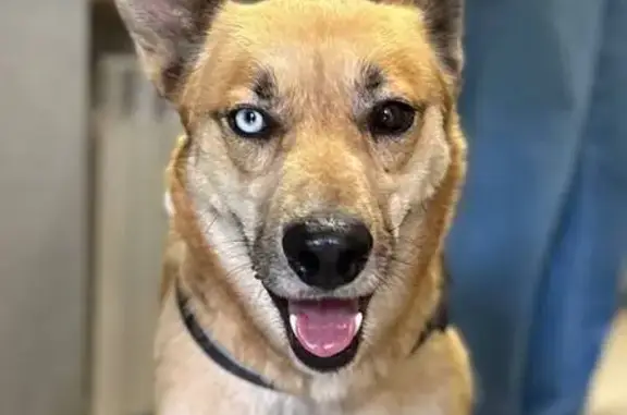 Найдена собака, ул. Щорса, 24, Екатеринбург