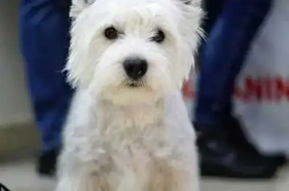 Пропала белая собака, Нижний пр., 3/2