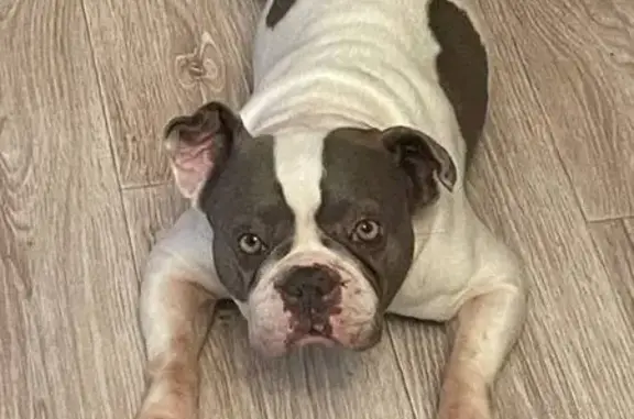 Найденные животные Ачинск, фото: Найдена собака в Ачинске, Красноярский край