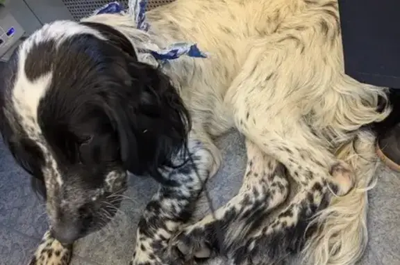 Найдена собака, Воскресенск, фото: Найден русский спаниель, Федотовская ул.