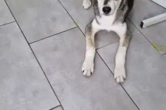 Найдена собака, Тверь, фото: Щенок найден у бассейна Радуга, пр. Победы 26