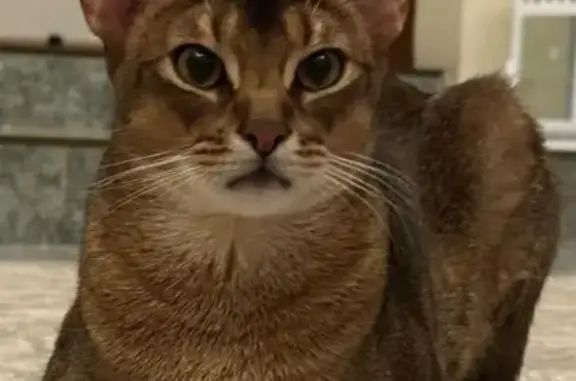 Кошки потеряшки, Санкт-Петербург, фото: Потеряшка кошка, Малый пр. В.О., 19, СПб