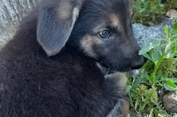 Собака найдена: Парковый пер., 18, Чита