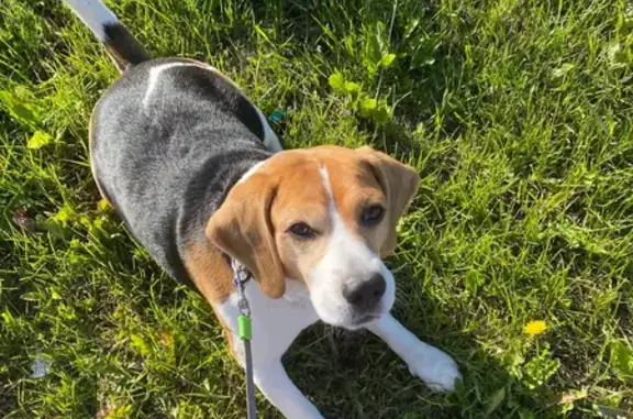 Собаки потеряшки, Петрозаводск, фото: Потеряшка собака у Лососинская наб., 17