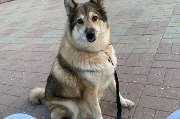 Собаки потеряшки, Череповец, фото: Потеряшка собака, Советский пр., 80, Череповец