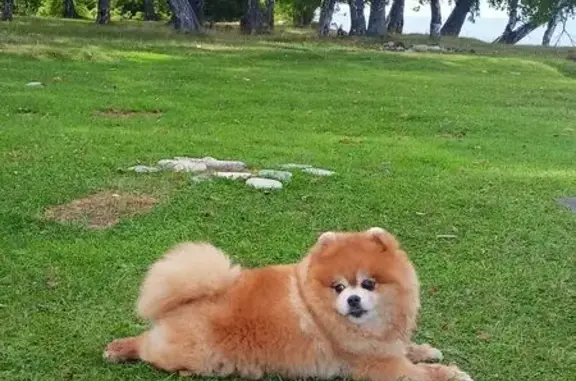 Пропала собака в Олхе, Иркутская обл.