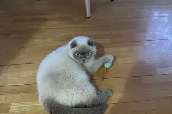 Кошки потеряшки, Ростов-на-Дону, фото: Потеряшка кошка на Гоголевской, 22, Ростов-на-Дону