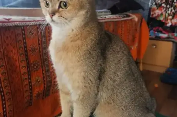 Кошка найдена: Варшавское шоссе, Ознобишино