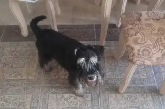 Найдена собака, Калуга, фото: Найдена собака, ул. Чапаева, 13/2, Калуга